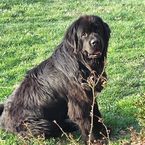 Experienced Newfie Breeder with over 40 years experience. . Wennings farm newfoundland and great pyrenees breeder